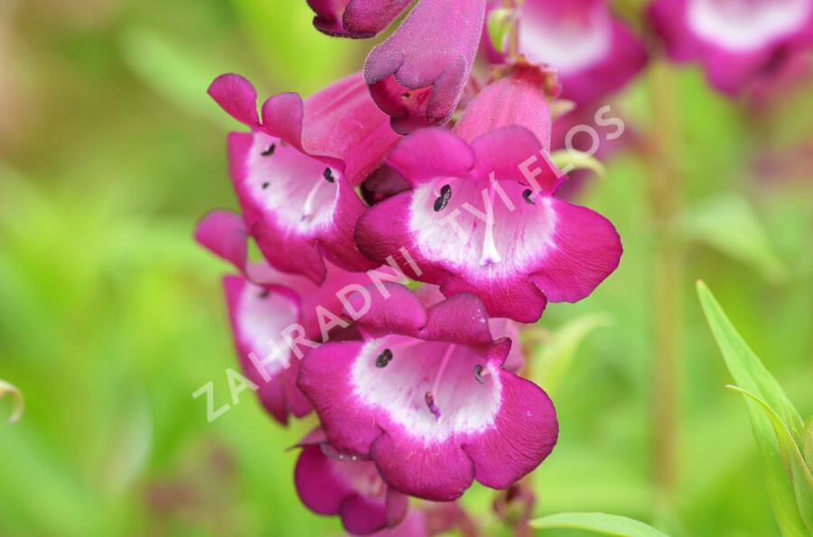 Dračík 'Arabesque Violet' - Penstemon hartwegii 'Arabesque Violet'