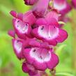 Dračík 'Arabesque Violet' - Penstemon hartwegii 'Arabesque Violet'