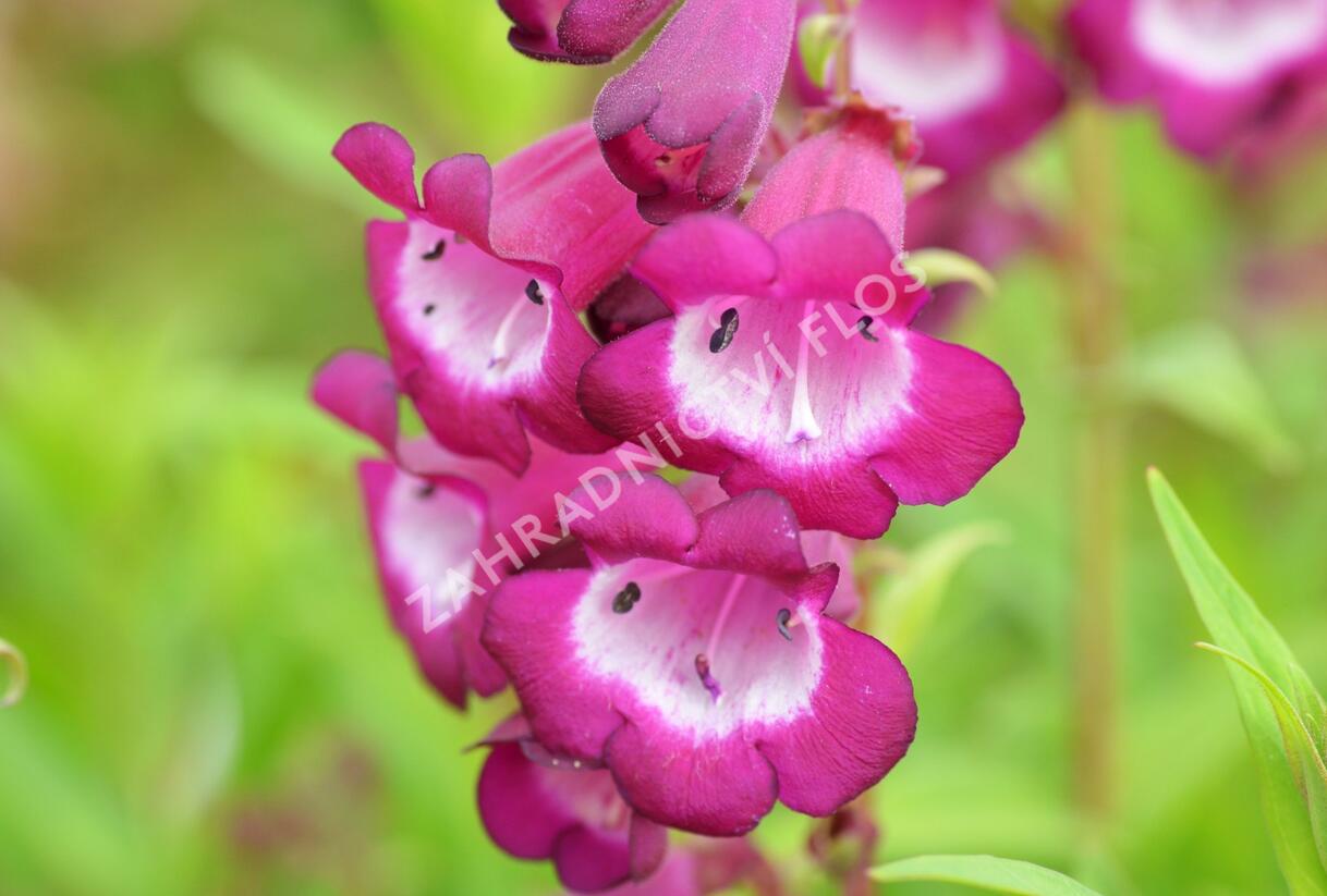 Dračík 'Arabesque Violet' - Penstemon hartwegii 'Arabesque Violet'