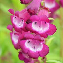Dračík 'Arabesque Violet' - Penstemon hartwegii 'Arabesque Violet'