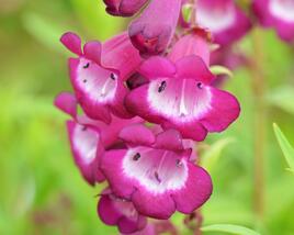 Dračík 'Arabesque Violet'