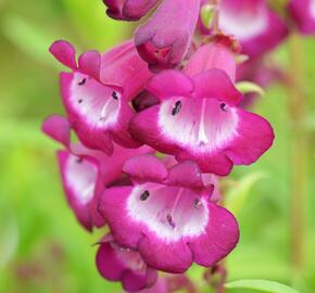 Dračík 'Arabesque Violet' - Penstemon hartwegii 'Arabesque Violet'