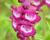 Dračík 'Arabesque Violet'