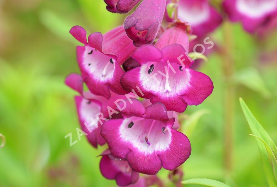 Dračík 'Arabesque Violet' - Penstemon hartwegii 'Arabesque Violet'