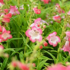 Dračík 'Arabesque Pink' - Penstemon hartwegii 'Arabesque Pink'