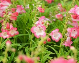 Dračík 'Arabesque Pink'