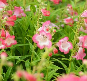 Dračík 'Arabesque Pink' - Penstemon hartwegii 'Arabesque Pink'