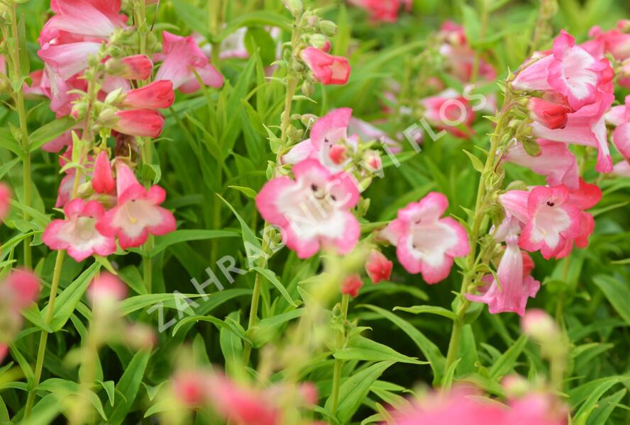 Dračík 'Arabesque Pink' - Penstemon hartwegii 'Arabesque Pink'