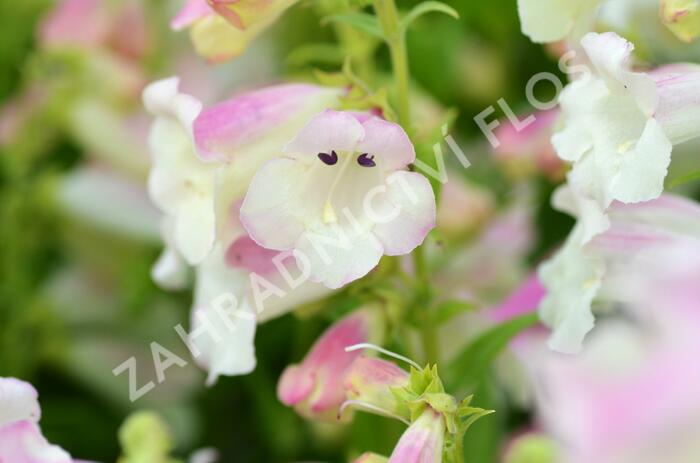 Dračík 'Arabesque Appleblossom' - Penstemon hartwegii 'Arabesque Appleblossom'