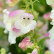 Dračík 'Arabesque Appleblossom' - Penstemon hartwegii 'Arabesque Appleblossom'