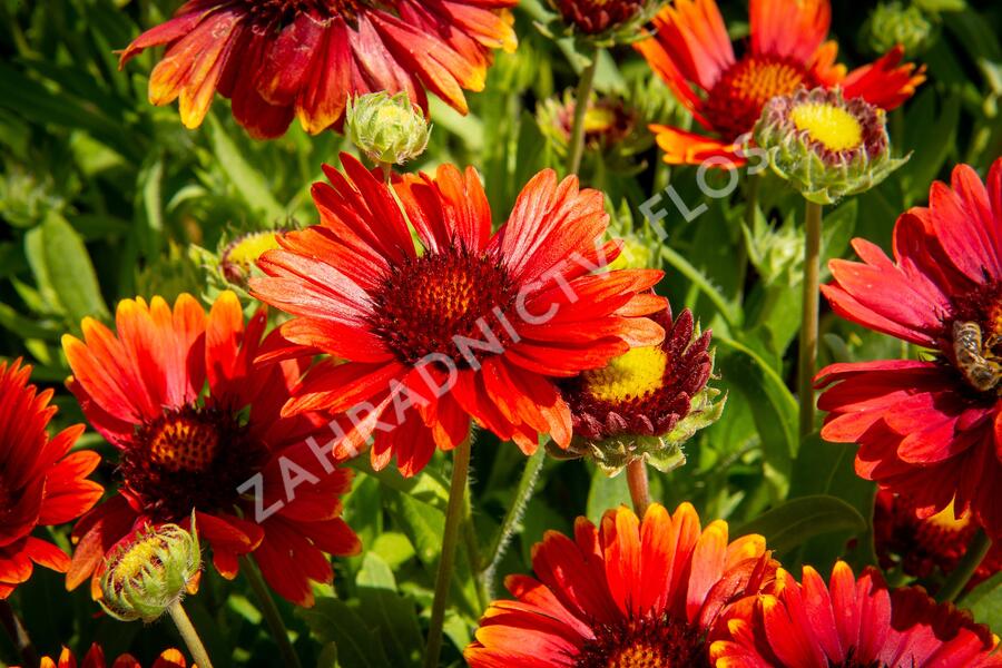 Kokarda osinatá 'Arizona Red Shades' - Gaillardia aristata 'Arizona Red Shades'