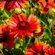 Kokarda osinatá 'Arizona Red Shades' - Gaillardia aristata 'Arizona Red Shades'