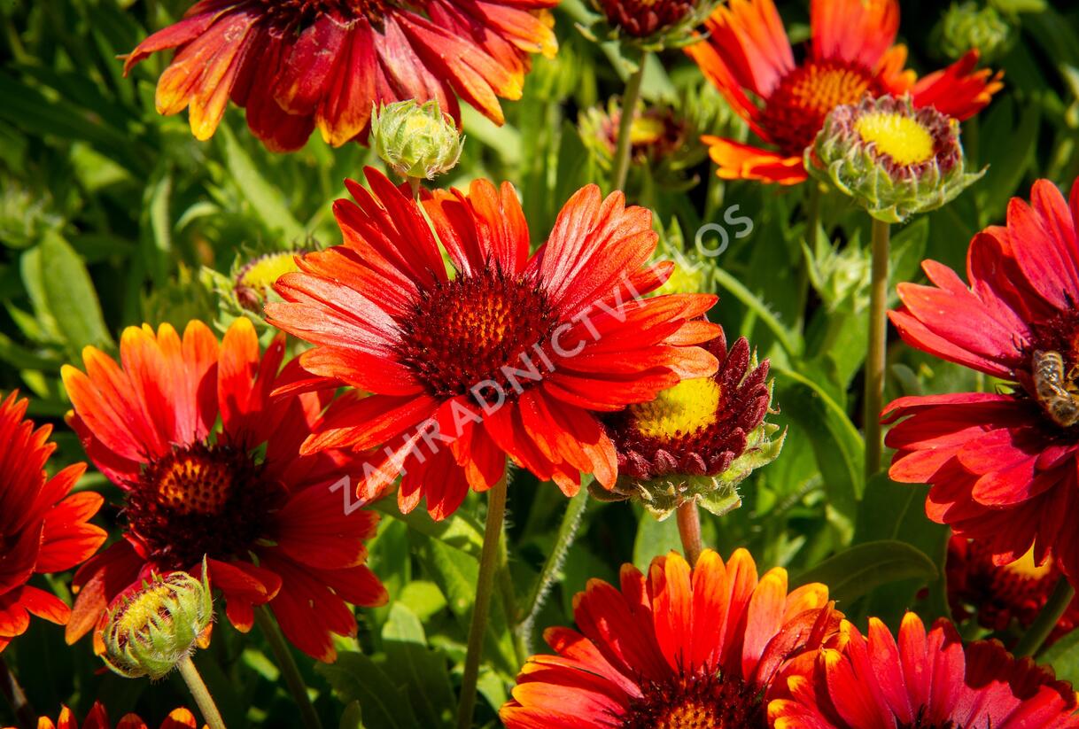 Kokarda osinatá 'Arizona Red Shades' - Gaillardia aristata 'Arizona Red Shades'