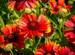 Kokarda osinatá 'Arizona Red Shades' - Gaillardia aristata 'Arizona Red Shades'