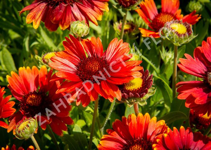 Kokarda osinatá 'Arizona Red Shades' - Gaillardia aristata 'Arizona Red Shades'