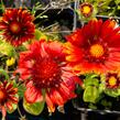 Kokarda osinatá 'Arizona Red Shades' - Gaillardia aristata 'Arizona Red Shades'