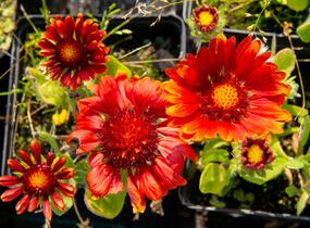 Kokarda osinatá 'Arizona Red Shades' - Gaillardia aristata 'Arizona Red Shades'