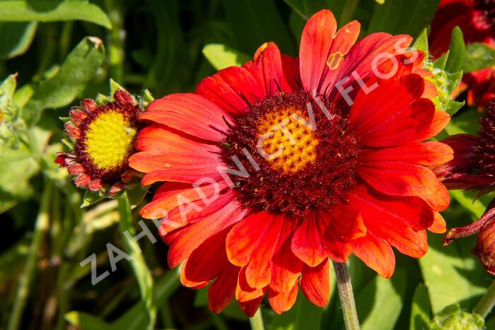 Kokarda osinatá 'Arizona Red Shades' - Gaillardia aristata 'Arizona Red Shades'