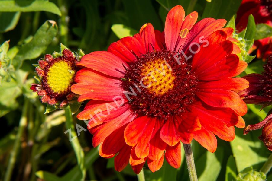 Kokarda osinatá 'Arizona Red Shades' - Gaillardia aristata 'Arizona Red Shades'