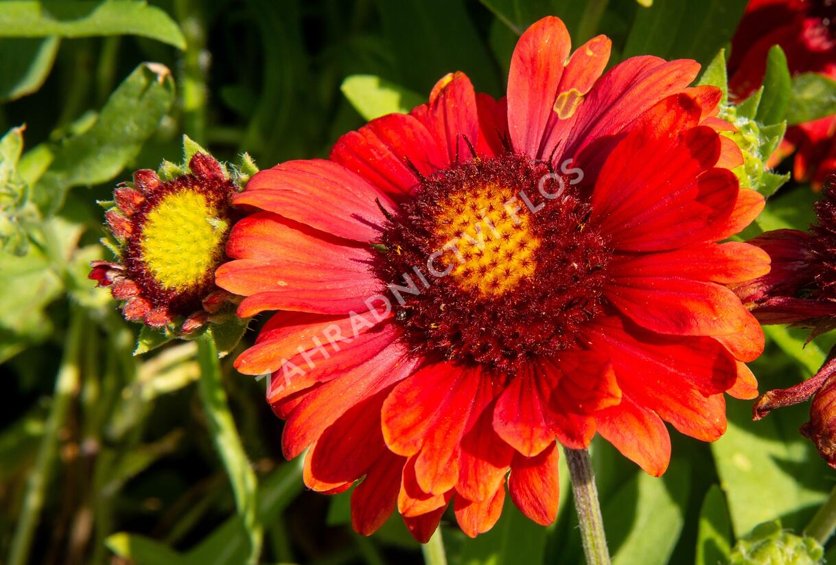 Kokarda osinatá 'Arizona Red Shades' - Gaillardia aristata 'Arizona Red Shades'
