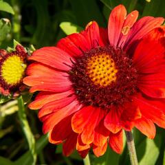 Kokarda osinatá 'Arizona Red Shades' - Gaillardia aristata 'Arizona Red Shades'