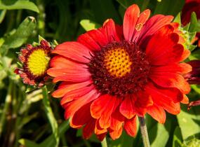 Kokarda osinatá 'Arizona Red Shades' - Gaillardia aristata 'Arizona Red Shades'