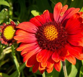 Kokarda osinatá 'Arizona Red Shades' - Gaillardia aristata 'Arizona Red Shades'