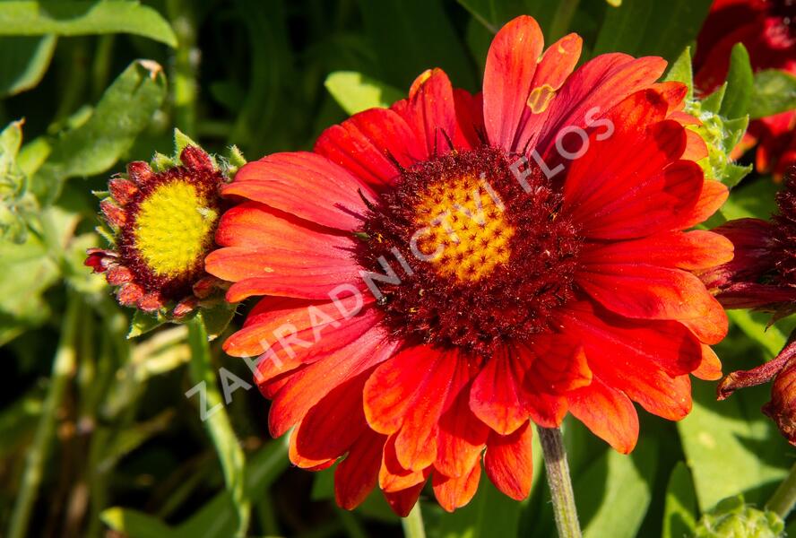 Kokarda osinatá 'Arizona Red Shades' - Gaillardia aristata 'Arizona Red Shades'