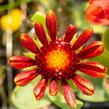 Kokarda osinatá 'Arizona Red Shades' - Gaillardia aristata 'Arizona Red Shades'