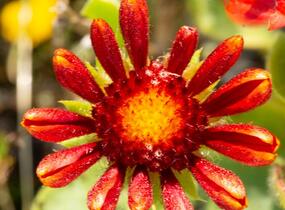 Kokarda osinatá 'Arizona Red Shades' - Gaillardia aristata 'Arizona Red Shades'