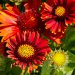 Kokarda osinatá 'Arizona Red Shades' - Gaillardia aristata 'Arizona Red Shades'