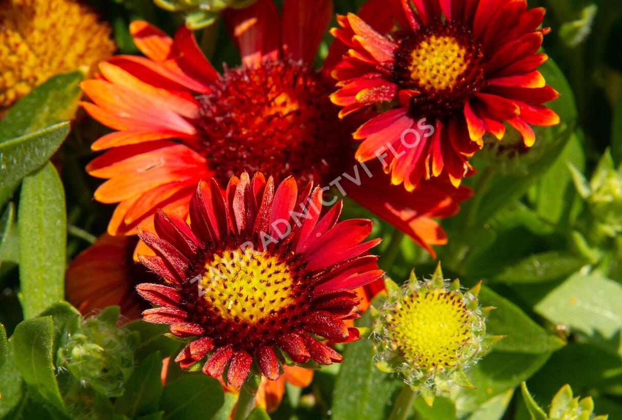 Kokarda osinatá 'Arizona Red Shades' - Gaillardia aristata 'Arizona Red Shades'
