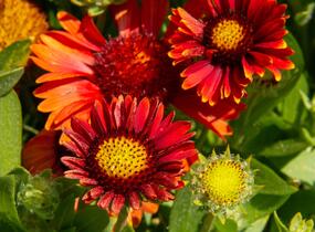 Kokarda osinatá 'Arizona Red Shades' - Gaillardia aristata 'Arizona Red Shades'