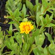 Kokarda osinatá 'Arizona Apricot' - Gaillardia aristata 'Arizona Apricot'