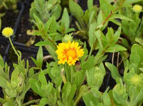 Kokarda osinatá 'Arizona Apricot' - Gaillardia aristata 'Arizona Apricot'