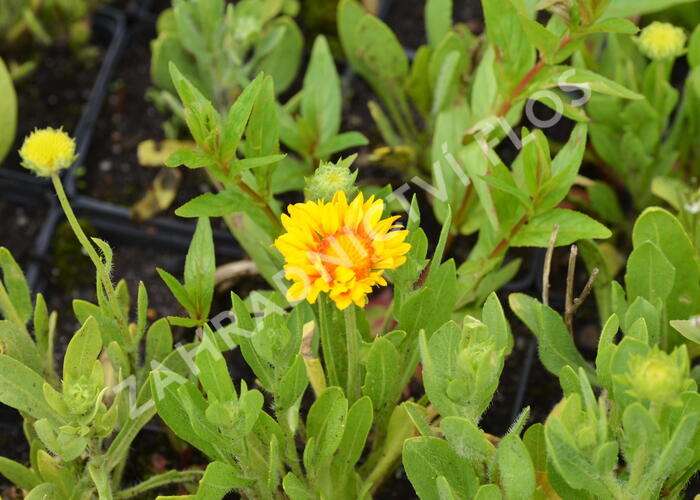 Kokarda osinatá 'Arizona Apricot' - Gaillardia aristata 'Arizona Apricot'