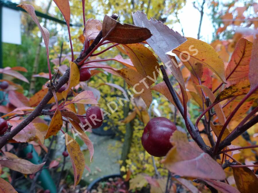 Jabloň okrasná 'Coccinella' - Malus 'Coccinella'