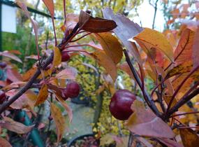 Jabloň okrasná 'Coccinella' - Malus 'Coccinella'