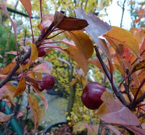 Jabloň okrasná 'Coccinella' - Malus 'Coccinella'