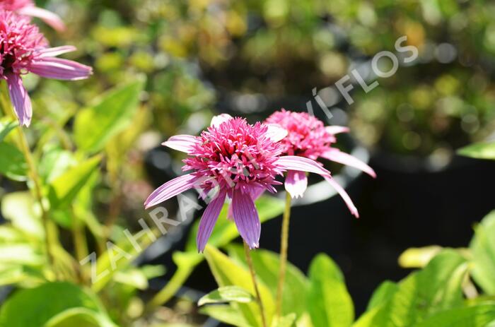 Třapatka nachová 'Pink Double Delight' - Echinacea purpurea 'Pink Double Delight'