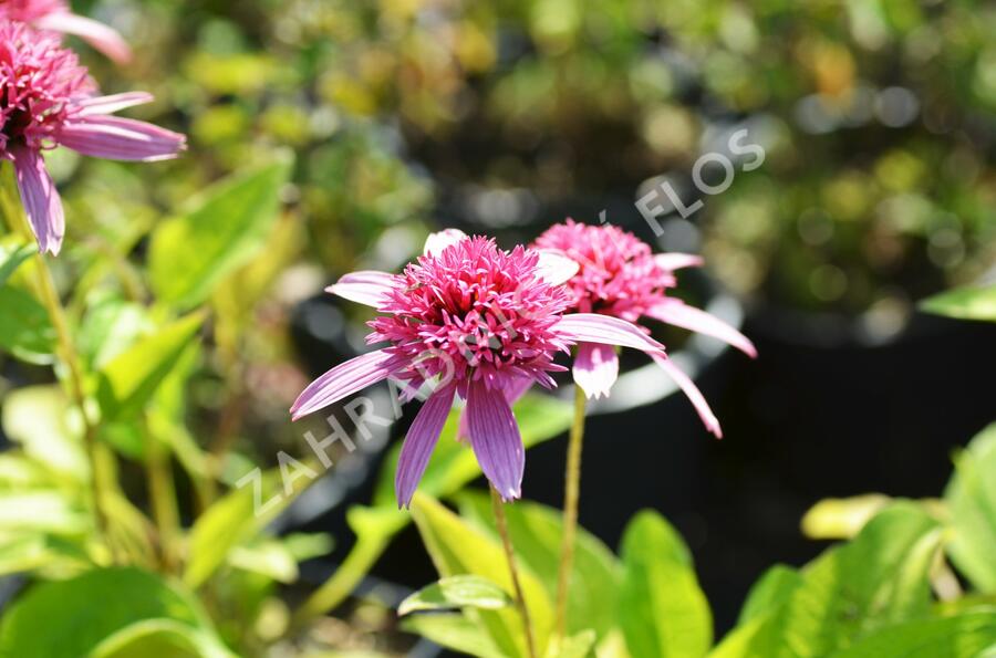 Třapatka nachová 'Pink Double Delight' - Echinacea purpurea 'Pink Double Delight'