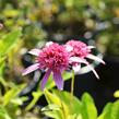 Třapatkovka nachová 'Pink Double Delight' - Echinacea purpurea 'Pink Double Delight'