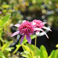 Třapatkovka nachová 'Pink Double Delight' - Echinacea purpurea 'Pink Double Delight'