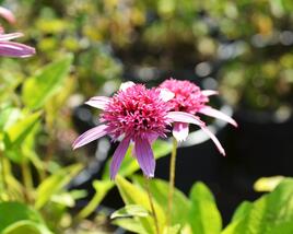 Třapatkovka nachová 'Pink Double Delight'