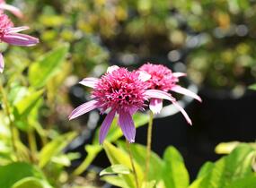 Třapatkovka nachová 'Pink Double Delight' - Echinacea purpurea 'Pink Double Delight'