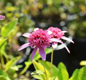 Třapatkovka nachová 'Pink Double Delight' - Echinacea purpurea 'Pink Double Delight'