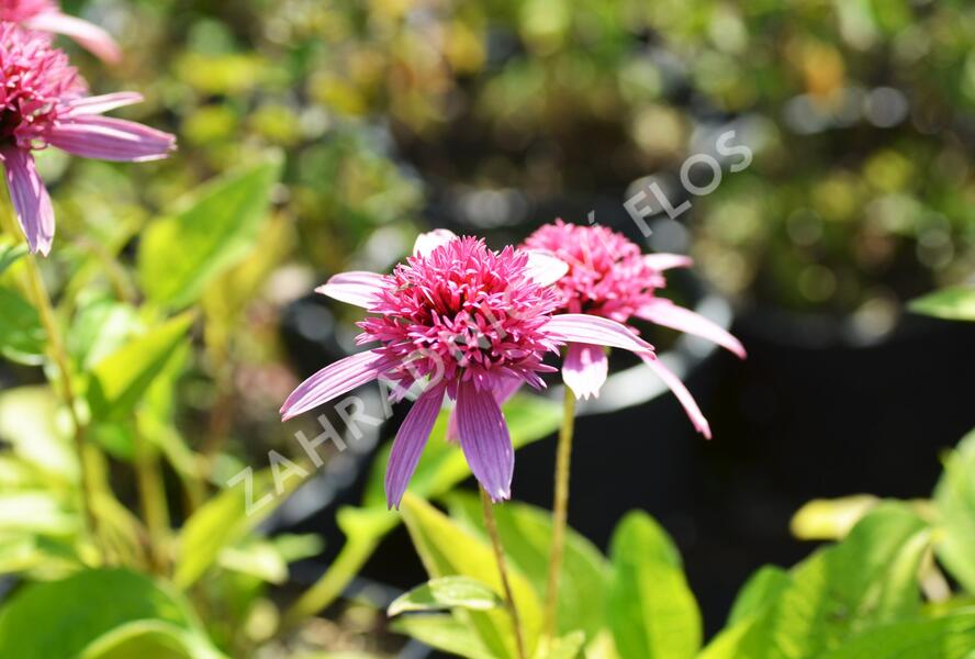 Třapatkovka nachová 'Pink Double Delight' - Echinacea purpurea 'Pink Double Delight'