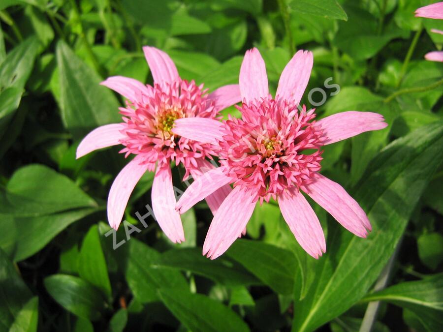 Třapatkovka nachová 'Pink Double Delight' - Echinacea purpurea 'Pink Double Delight'