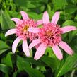 Třapatkovka nachová 'Pink Double Delight' - Echinacea purpurea 'Pink Double Delight'