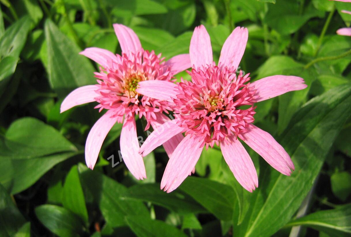 Třapatkovka nachová 'Pink Double Delight' - Echinacea purpurea 'Pink Double Delight'